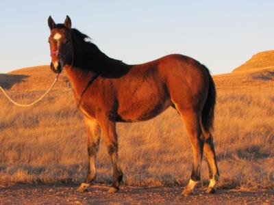 Whiskey Up Mesa JW<br>AQHA 5674980